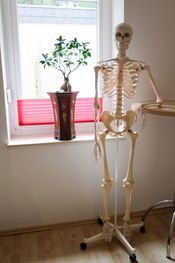 Skelett | Andrea´s Physiotherapie in Osnabrück/Pye