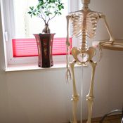 Skelett | Andrea´s Physiotherapie in Osnabrück/Pye